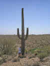 Saguaro.jpg (152789 bytes)