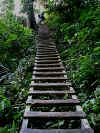 WCTLadder.jpg (264037 bytes)