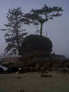 WCTRockTrees.jpg (148162 bytes)