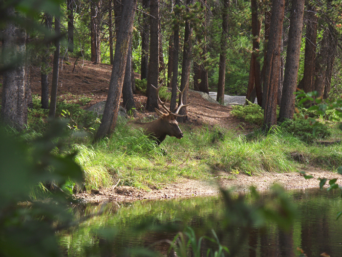 18 - CO - Rocky Mtn NP - Elk near Bear Lake