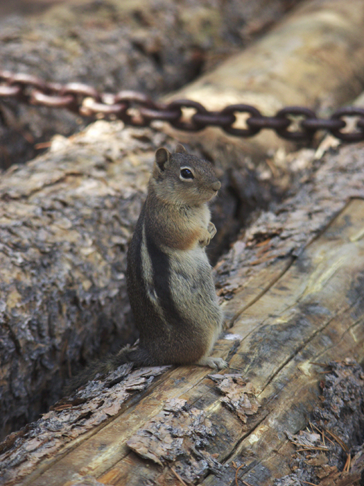 25 - CO - Rocky Mtn NP - Never Summer Ranch Squirrel