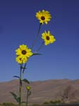09 - CO - Great Sand Dunes - Flower
