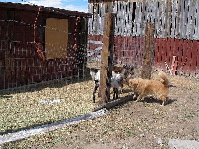 2007-03-18 Life at the farmhouse, Salida 11
