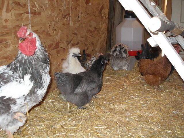 2007-03-18 Life at the farmhouse, Salida 12