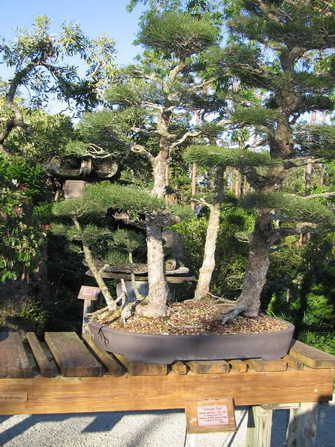 2005 12 27 Boca Raton Japanese Gardens 15