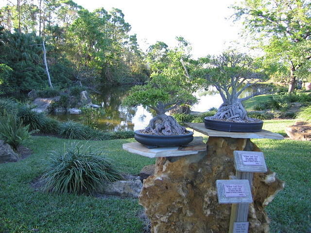 2005 12 27 Boca Raton Japanese Gardens 19