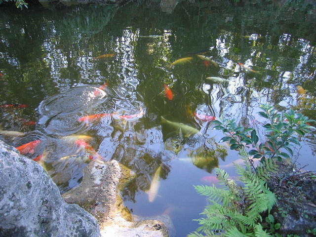 2005 12 27 Boca Raton Japanese Gardens 21