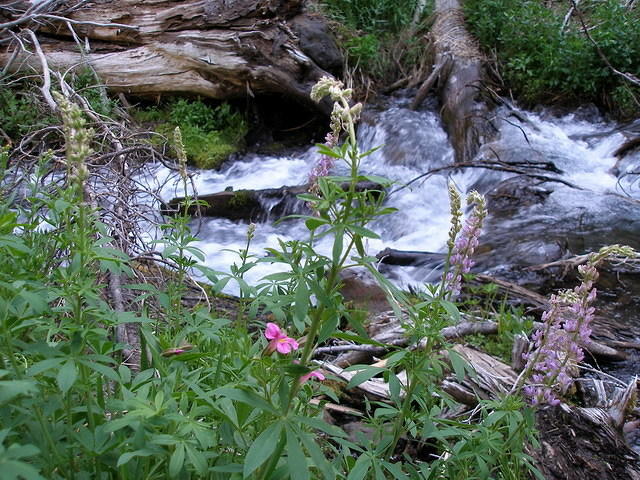 2006-07-22 Crater Lake, OR 08