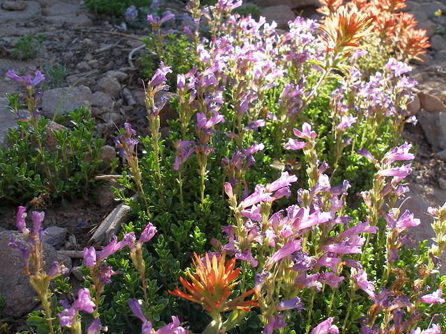 2006-07-22 Crater Lake, OR 14