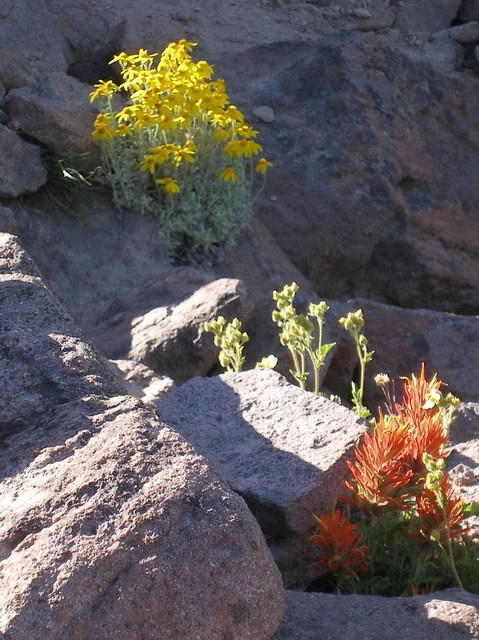 2006-07-22 Crater Lake, OR 19