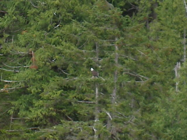2006-08-08 Malaspina Ferry 100
