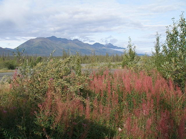 2006-08-13 on the Alaskan Highway - ALCAN 042