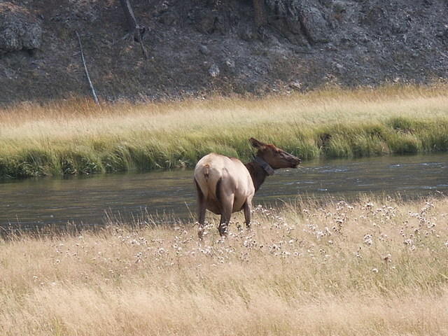 2006-09-04 Yellowstone National Park, Wyoming 010