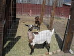 2007-03-18 Life at the farmhouse, Salida 10