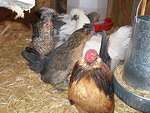 2007-03-18 Life at the farmhouse, Salida 13