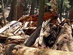 2006-07-14 Kings Canyon-Sequoia NP, CA 44