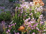 2006-07-22 Crater Lake, OR 14