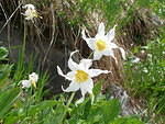 2006-07-28 Mt Ranier National Park, WA 04