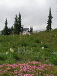 2006-07-28 Mt Ranier National Park, WA 05