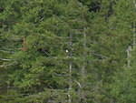 2006-08-08 Malaspina Ferry 100