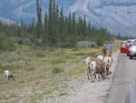 2006-08-28 Jasper National Park, Alberta, Canada 056