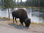 2006-09-04 Yellowstone National Park, Wyoming 016