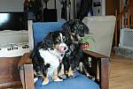 2013-03-16 Max and Millie photo shoot 021