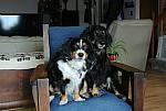 2013-03-16 Max and Millie photo shoot 022