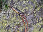 2013-06-22 Powderhorn Wilderness 012