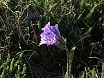 2013-06-22 Powderhorn Wilderness 028