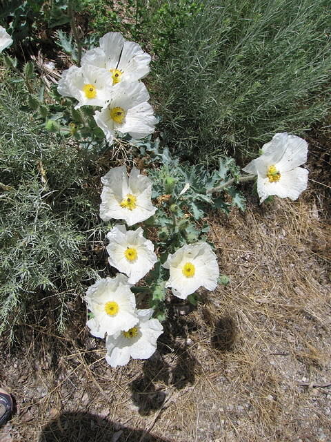 2006-07-05 Great Basin National Monument 17