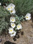 2006-07-05 Great Basin National Monument 17