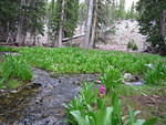 2006-07-05 Great Basin National Monument 79