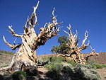 2006-07-07 Inyo National Forest-Brisltecone Pines